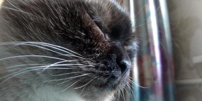 Siamese cat portrait closeup. Sleeping cat. photo