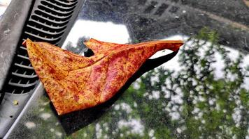 Brown dry leaves on a black car photo