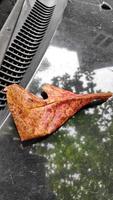 Brown dry leaves on a black car photo