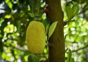 Green jackfruit hanging from a tree, promising a delicious, savory meal when fully ripe photo