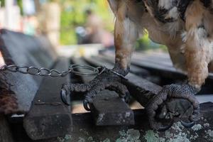 selective focus to the bird's leg tied with iron chain. soft focus. concept photo about the protection of endangered species