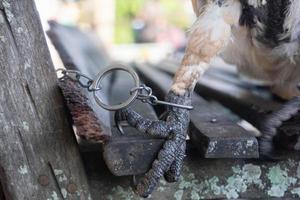 selectivo atención a el aves pierna atado con hierro cadena. suave enfocar. concepto foto acerca de el proteccion de en peligro de extinción especies