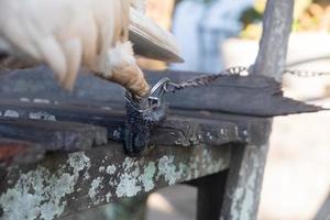 selective focus to the bird's leg tied with iron chain. soft focus. concept photo about the protection of endangered species