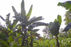 View of banana trees in the garden during a sunny day photo