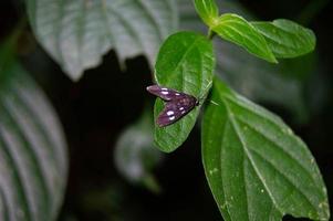 pequeño marrón mariposa en un verde hoja foto