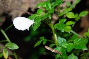 white butterfly perched on a leaf photo