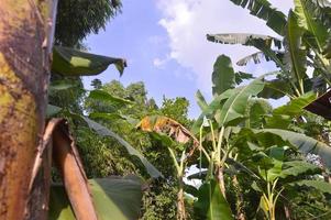 View of banana trees in the garden during a sunny day photo