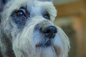 The muzzle of a Mittelschnauzer dog after cutting and washing. photo