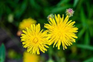 Beautiful wild growing flower yellow dandelion on background meadow photo