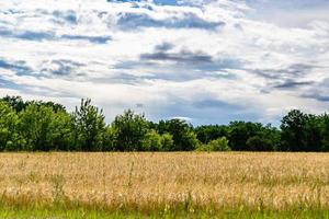 Beautiful horizon scenery in village meadow on color natural background photo