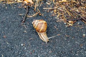 Big garden snail in shell crawling on wet road hurry home photo