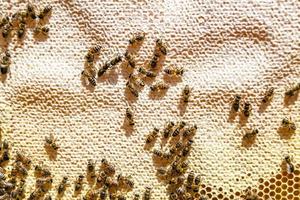 La estructura hexagonal abstracta es un panal de abejas lleno de colmena foto