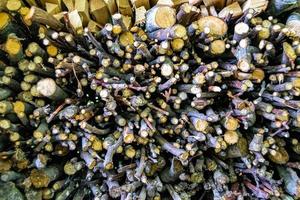 Photography on theme big wall of stacked oak tree logs in cracks photo