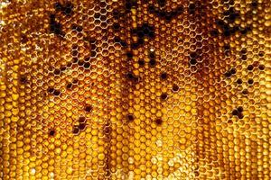 Drop of bee honey drip from hexagonal honeycombs filled with golden nectar photo