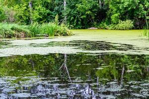 Beautiful grass swamp reed growing on shore reservoir in countryside photo