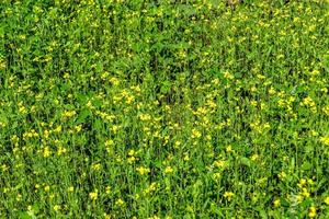 Photography on theme fine wild growing flower mustard on background meadow photo