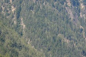Trees in the forest photo