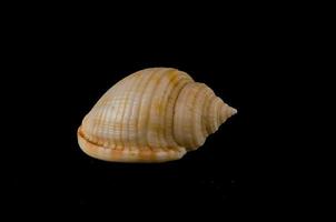 A shell on black background photo