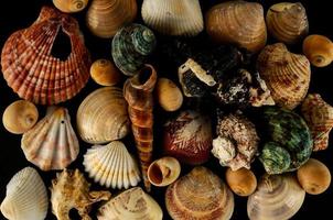 Seashells background texture photo