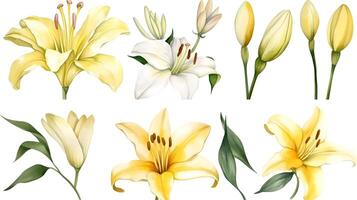 the yellow lily watercolor hand draw isolated on the white background. photo