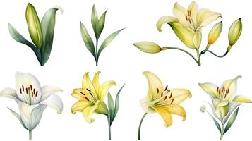 the yellow lily watercolor hand draw isolated on the white background. photo