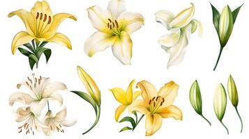 the yellow lily watercolor hand draw isolated on the white background. photo