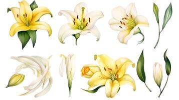 the yellow lily watercolor hand draw isolated on the white background. photo