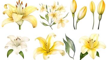 the yellow lily watercolor hand draw isolated on the white background. photo