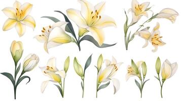 the yellow lily watercolor hand draw isolated on the white background. photo