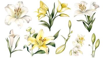 the yellow lily watercolor hand draw isolated on the white background. photo