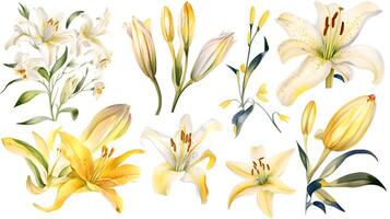 the yellow lily watercolor hand draw isolated on the white background. photo