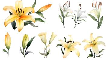 the yellow lily watercolor hand draw isolated on the white background. photo