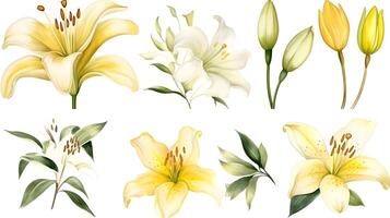 the yellow lily watercolor hand draw isolated on the white background. photo