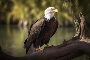 an eagle perched on top of a tree branch. photo