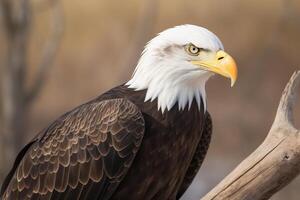 a close up of an eagle with a blurry background. photo