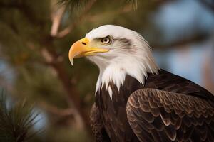 a close up of an eagle with a blurry background. photo