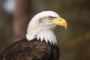 a close up of an eagle with a blurry background. photo