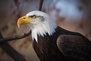 a close up of an eagle with a blurry background. photo