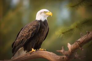 an eagle perched on top of a tree branch. photo