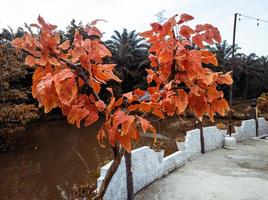 Decne's calleryana pyrus tree plant with an autumn theme photo