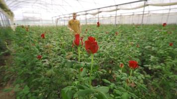 Florist Arbeiten im ein Rose Gewächshaus. das jung Florist nimmt Pflege von das rot Rosen. video