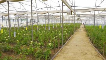Rosa producción y cultivo. rojo y blanco Rosa variedades crecido en invernaderos. video