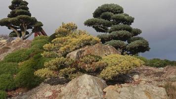 varios perenne plantas en un pequeño jardincito rocoso en un verano jardín foto