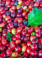 Close up of fresh red raw berry coffee beans and Coffee leaves photo