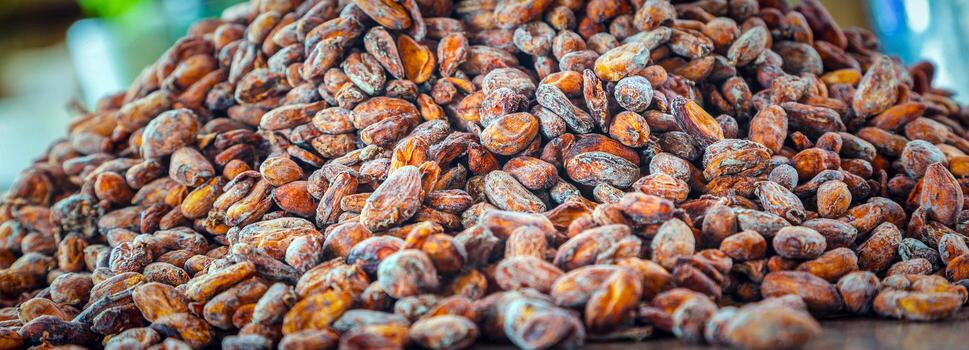 Aromatic brown Cocoa beans and cocoa seed on the cocoa concept with raw materials of Chocolat as background photo