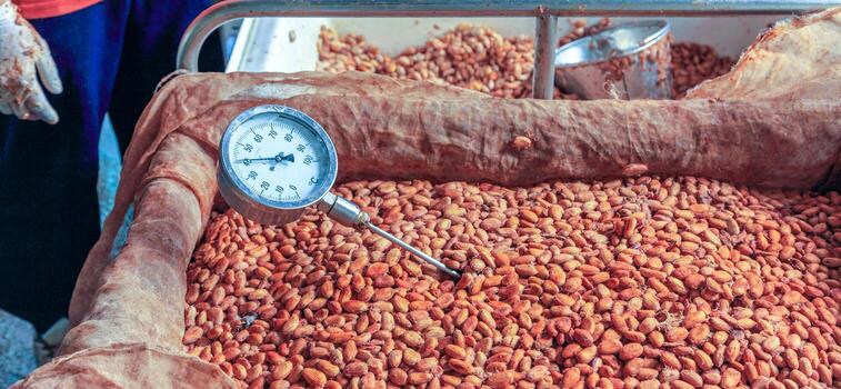 Workers use to measure the temperature of the fermented cocoa beans, fermenting fresh cocoa seeds to make chocolate. photo