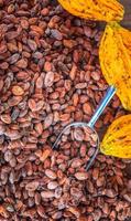 Aromatic brown Cocoa beans and cocoa seed with cacao yellow ripe raw materials of Chocolat as background photo