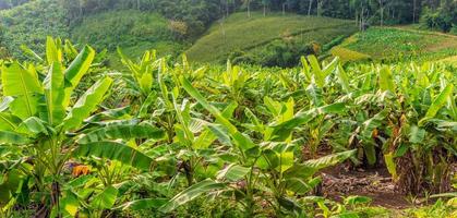 Banana tree and   beautiful mountain photo