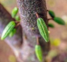 cosecha de pequeñas vainas de cacao verde crudo. cultivo de frutos de cacao colgando de un árbol de cacao foto