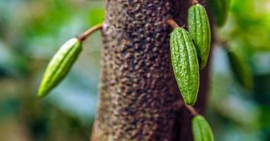 cosecha de pequeñas vainas de cacao verde crudo. cultivo de frutos de cacao colgando de un árbol de cacao foto